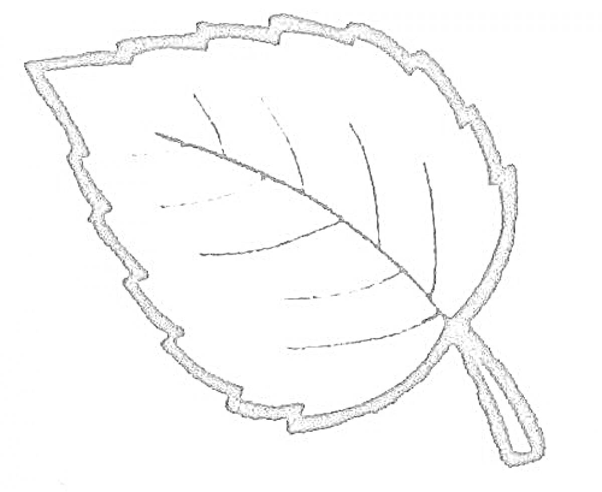 Раскраска Контур листа березы с прожилками и черешком