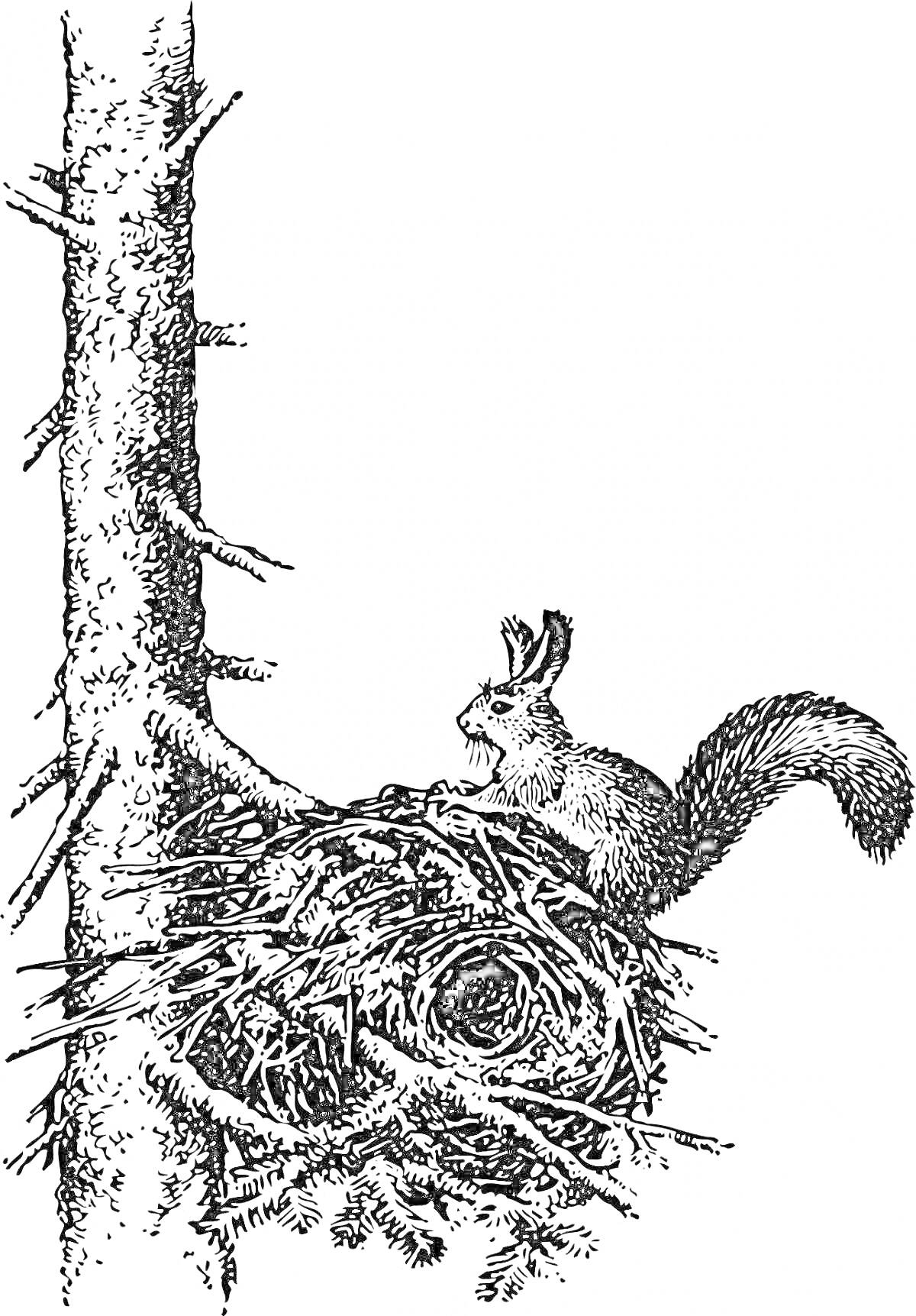 Раскраска Белка сидит на гнезде внутри дупла на дереве
