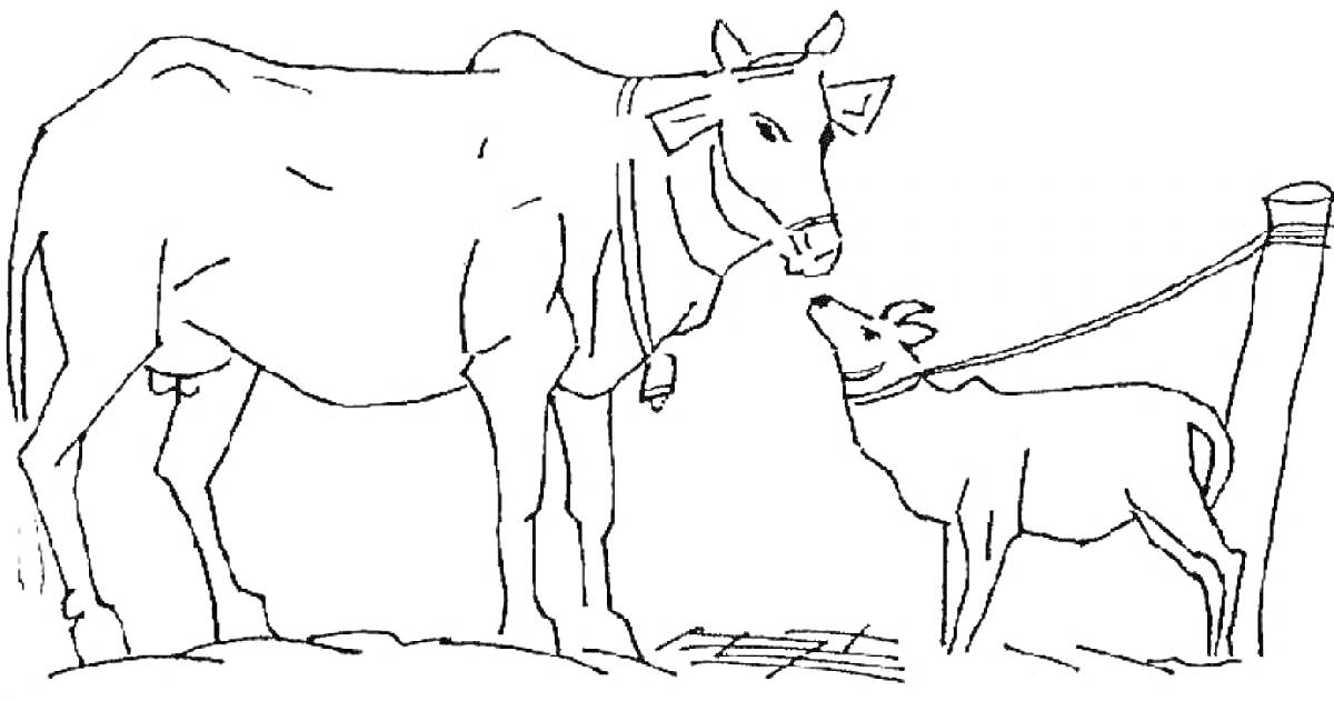 На раскраске изображено: Корова, Теленок, Домашние животные, Забор, Ферма, Животные, Мамонт, Сельское хозяйство