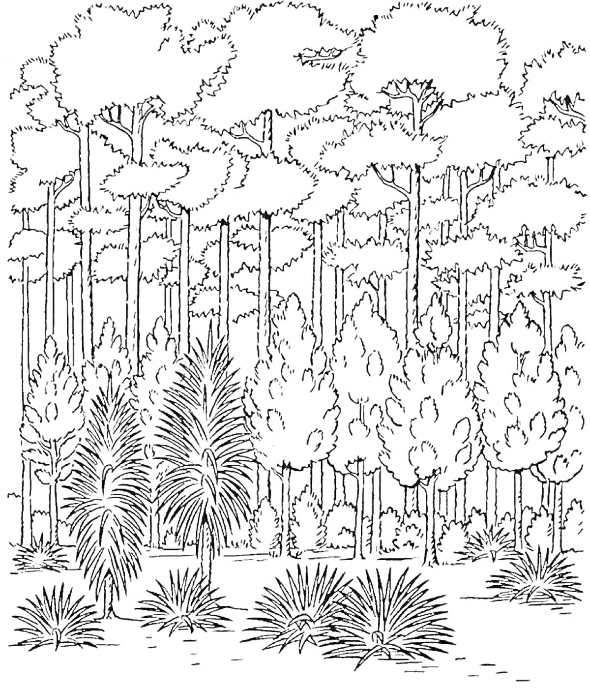 Раскраска Лес с пальмовыми и хвойными деревьями, высокой травой и кустами