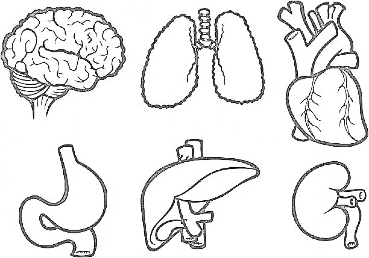 На раскраске изображено: Внутренние органы, Мозг, Легкие, Желудок, Печень, Анатомия, Медицина, Сердца