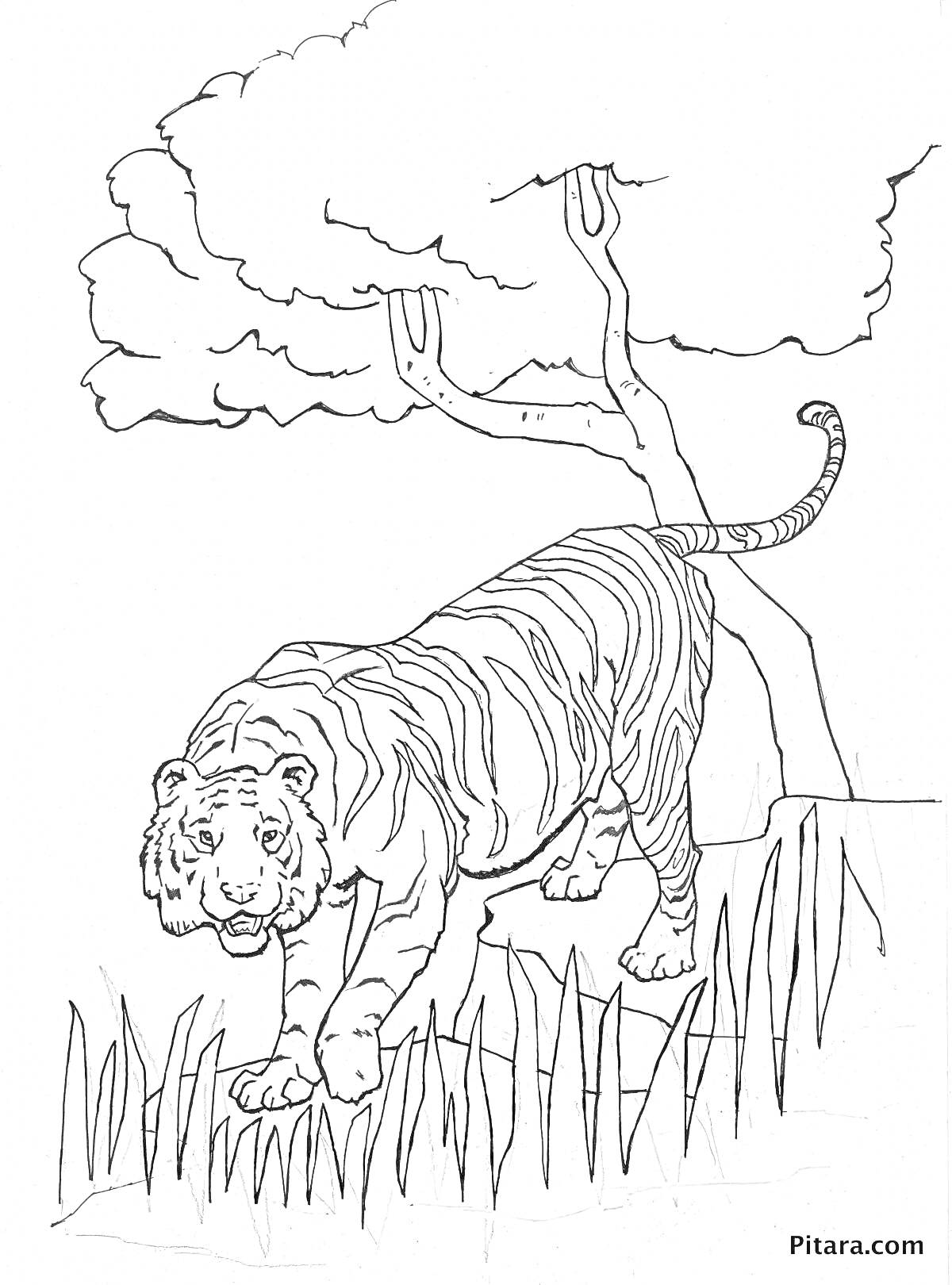 На раскраске изображено: Тигр, Джунгли, Трава, Для дошкольников