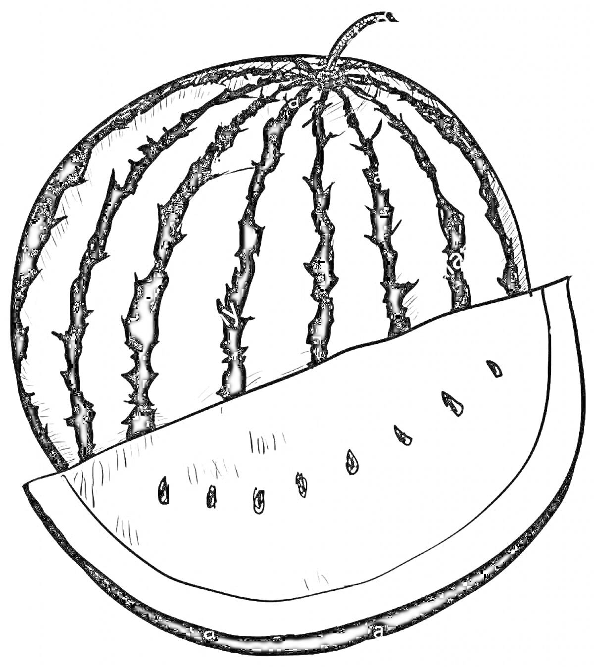 На раскраске изображено: Арбуз, Контурные линии