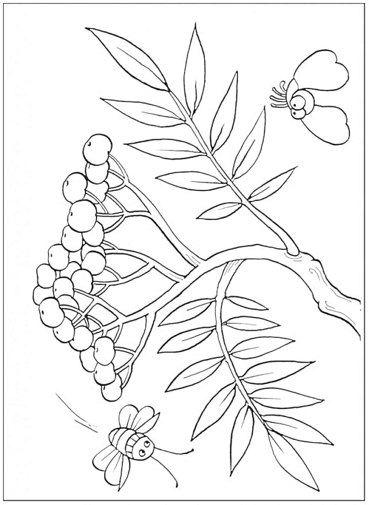 На раскраске изображено: Рябина, Ягоды, Листья, Ветка, Бабочка, Природа, Пчёлы