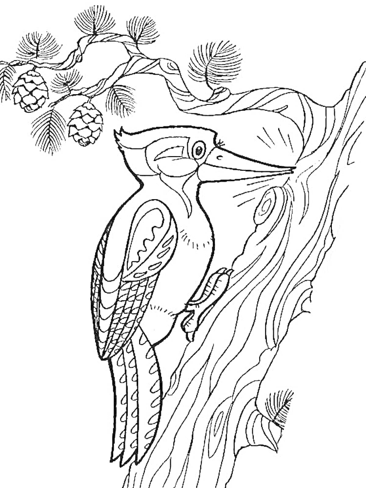 Раскраска Дятел на дереве с веткой и шишками