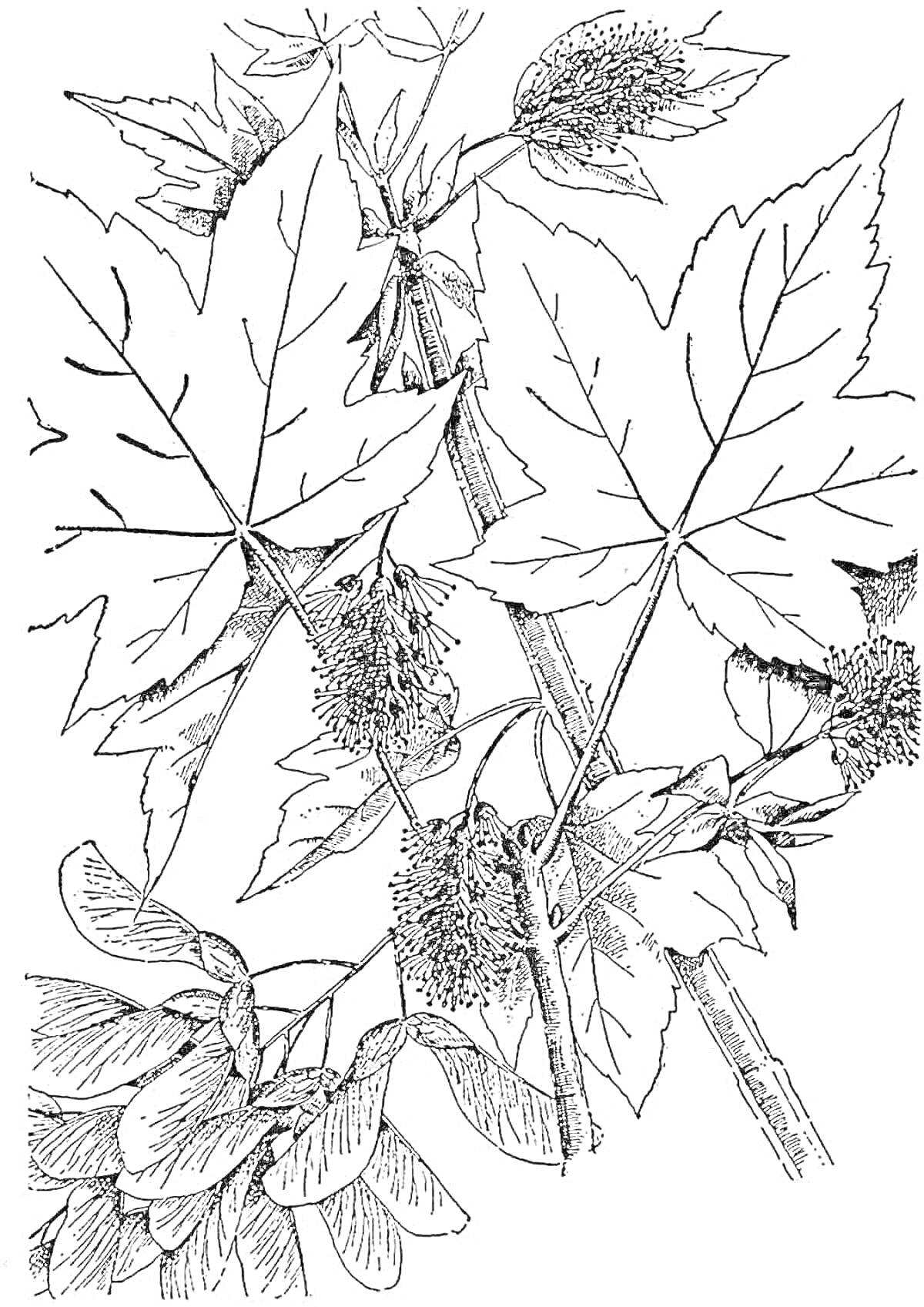 На раскраске изображено: Клен, Листья, Природа, Ботаника