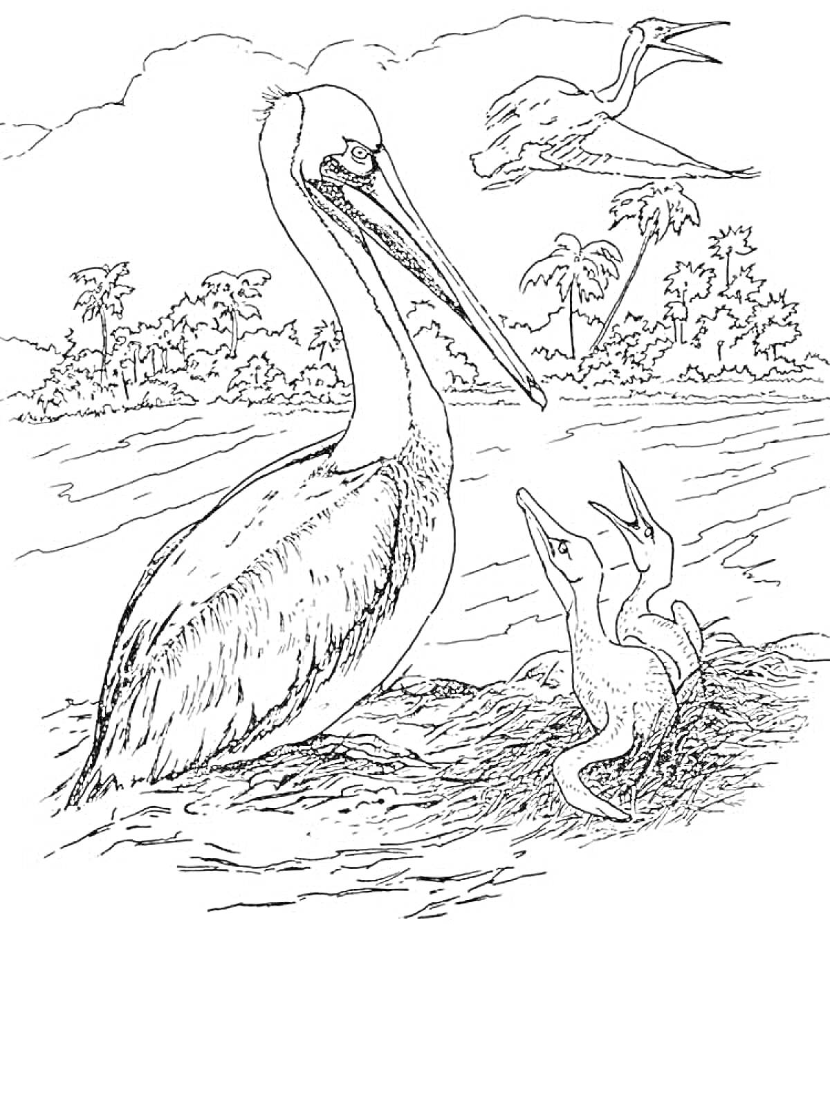 Раскраска Пеликан с птенцами у воды и летящий пеликан на фоне деревьев