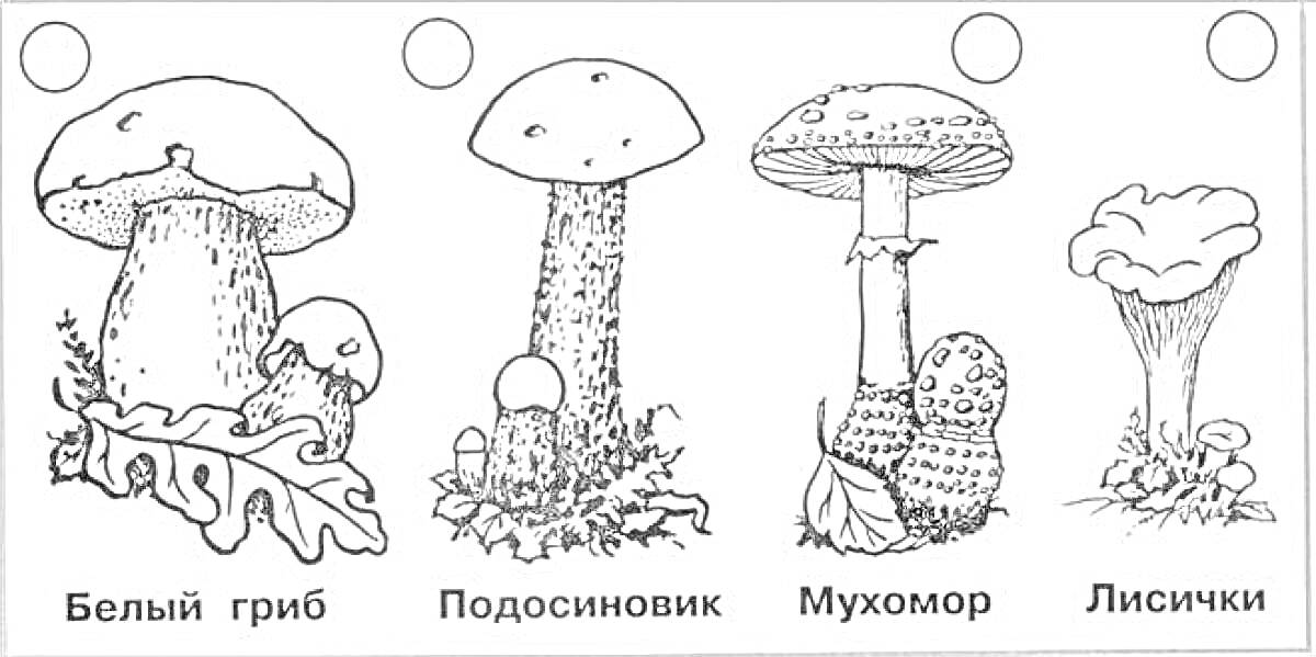 На раскраске изображено: Грибы, Съедобные грибы, Белый гриб, Подосиновик, Мухомор, Лисички, Природа, Лес