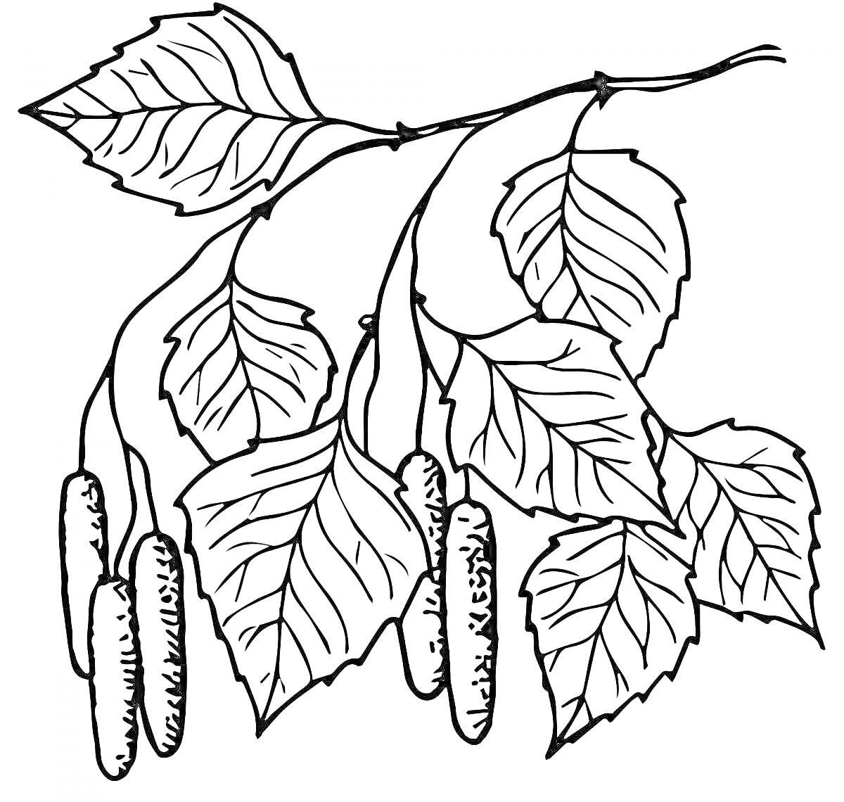 Раскраска Ветки березы с листьями и сережками