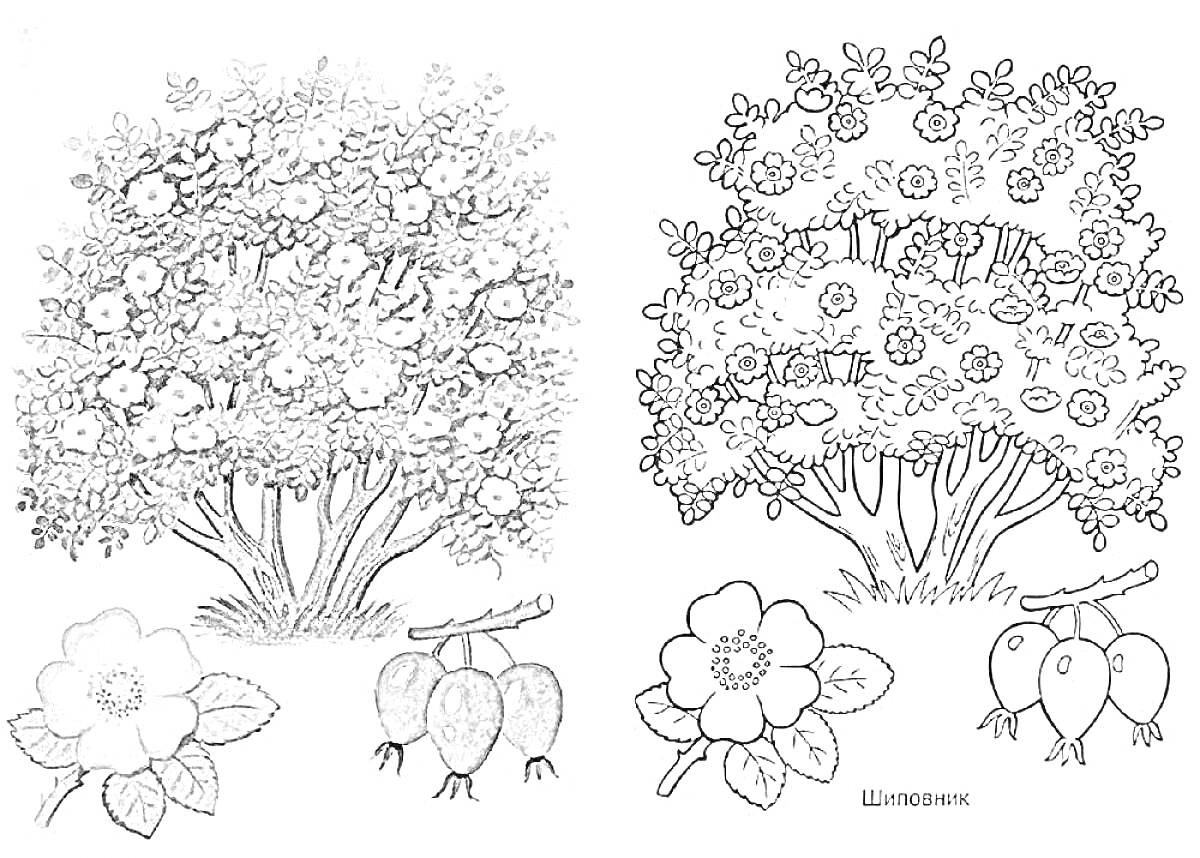 Раскраска Куст с цветами и ягодами, два изображения куста, отдельные изображения цветка и плодов
