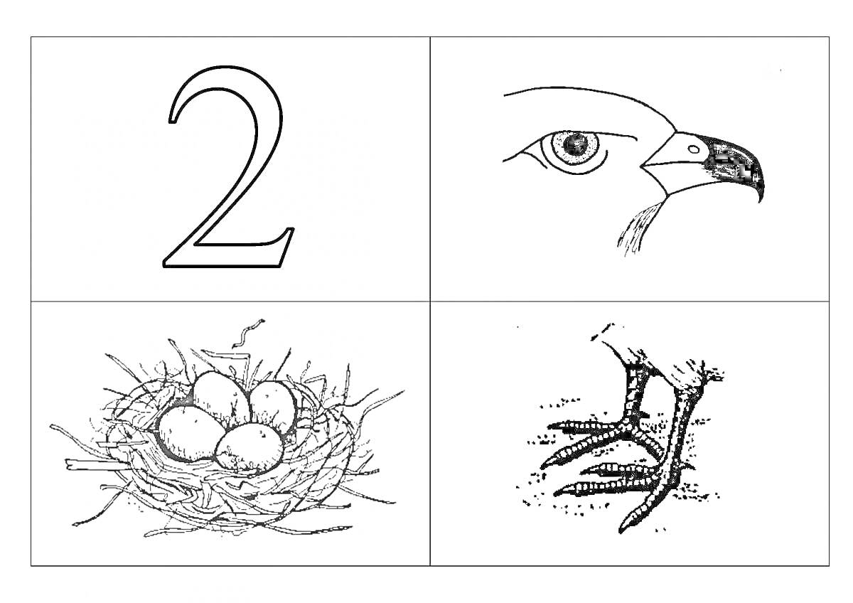 Раскраска Птица - глаз, клюв, лапы, гнездо с яйцами
