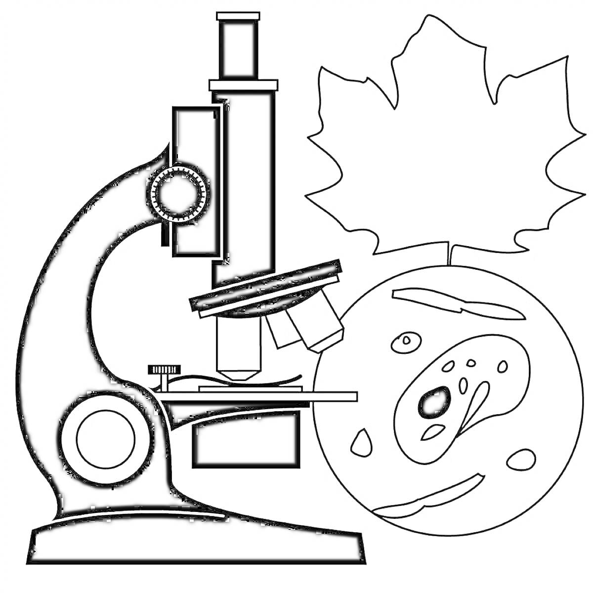 Раскраска Микроскоп, клетка и лист дерева