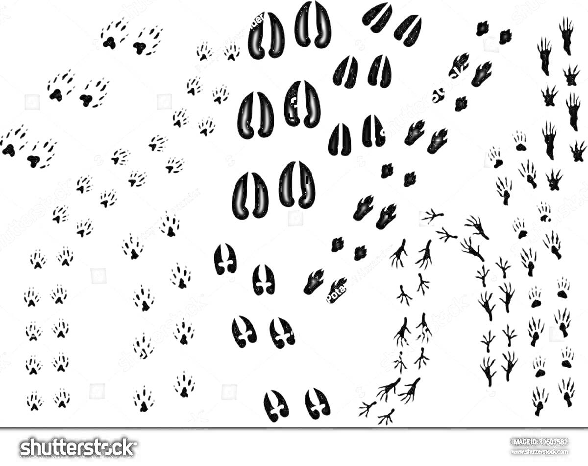 Раскраска Следы разных животных, включая следы зайца, оленя, птицы, и других мелких животных на белом фоне.