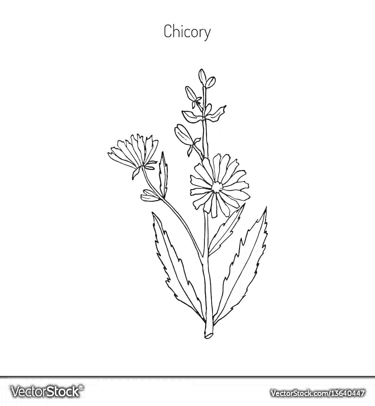 Раскраска Растение цикория с цветами и листьями