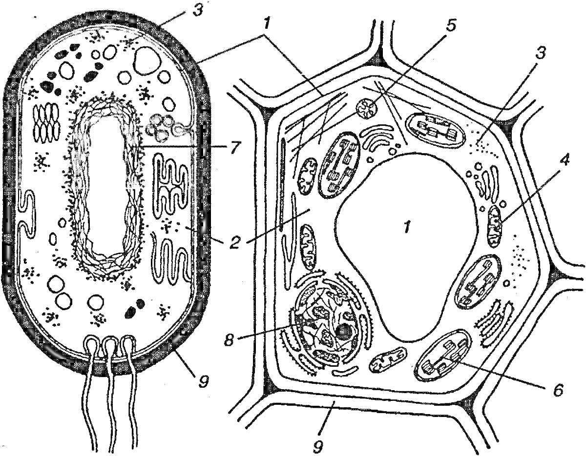 Лево: Бактериальная клетка, Право: Растительная клетка