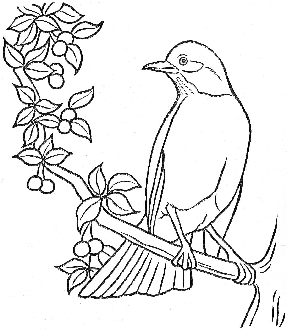 На раскраске изображено: Птица, Ветка, Ягоды, Листья, Природа, Контурные рисунки