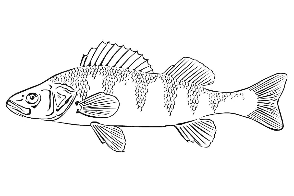 Раскраска Раскраска с рыбой ерш: контур рыбы с плавниками, хвостом и детализированными чешуями