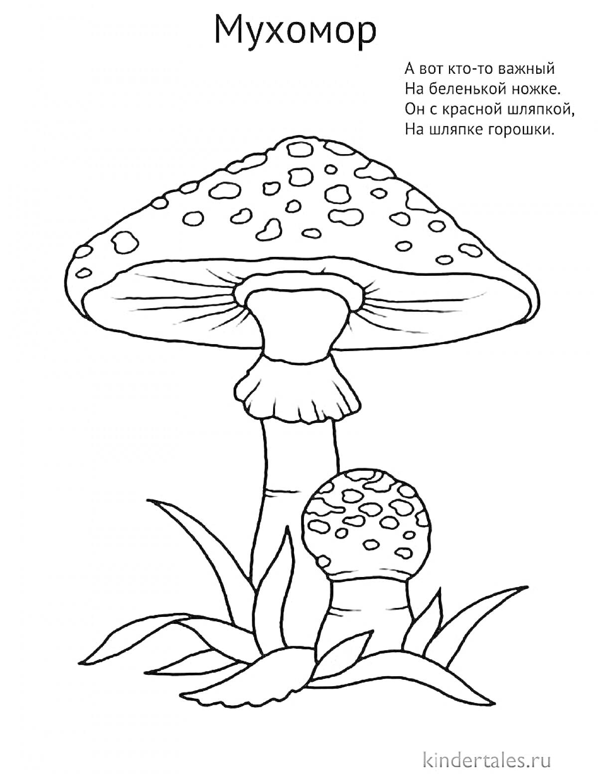 РаскраскаМухомор: два гриба с красной шляпкой в пятнышках на земле с травой, стихотворение