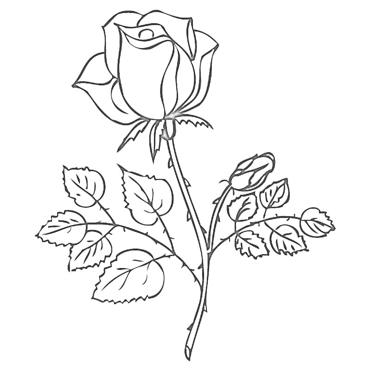 Раскраска Роза с бутонами и листьями