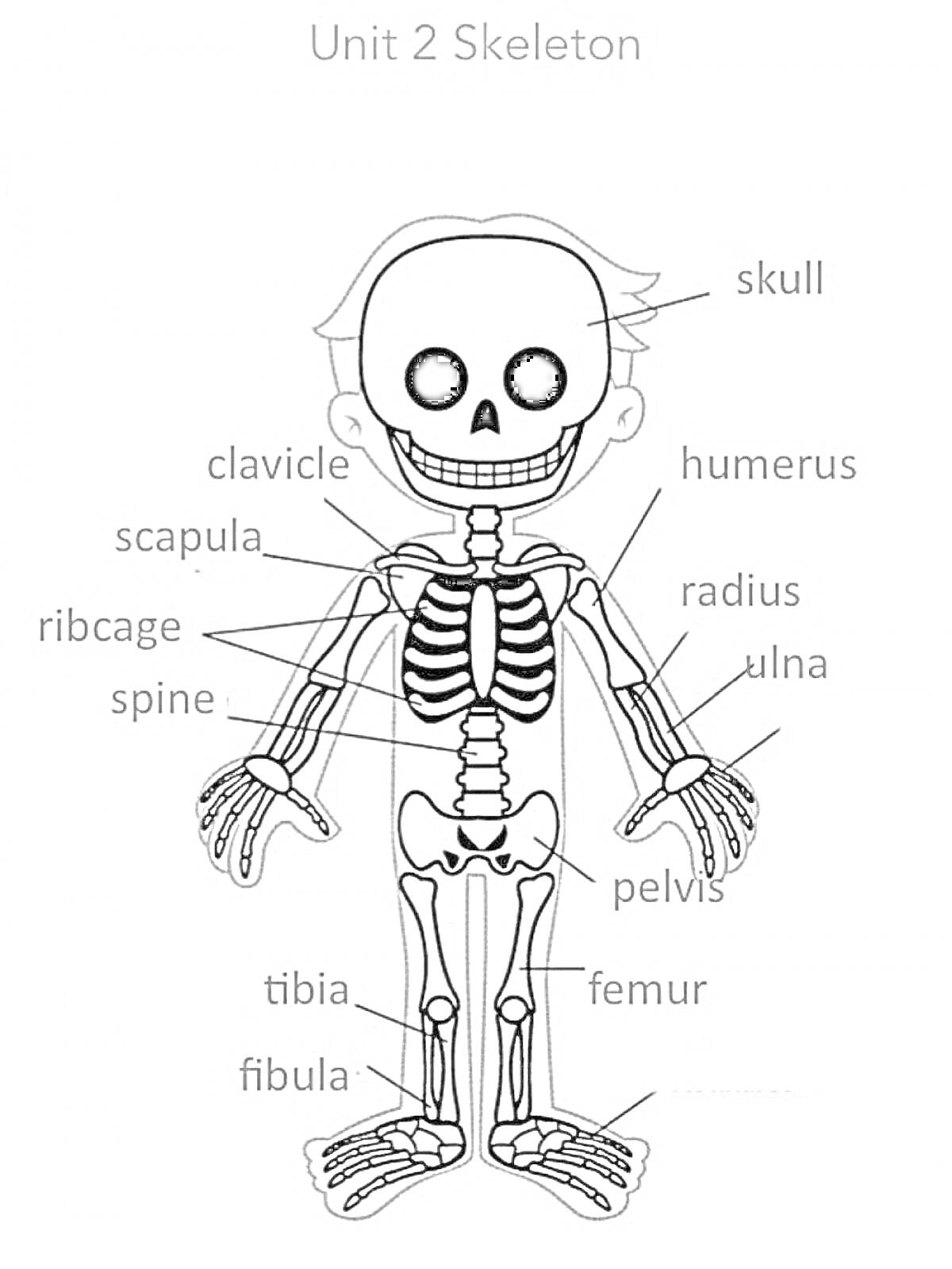 Раскраска Скелет человека для детей с указанием костей: череп, ключица, лопатка, грудная клетка, позвоночник, плечевая кость, лучевая кость, локтевая кость, таз, бедренная кость, большая берцовая кость, малая берцовая кость.