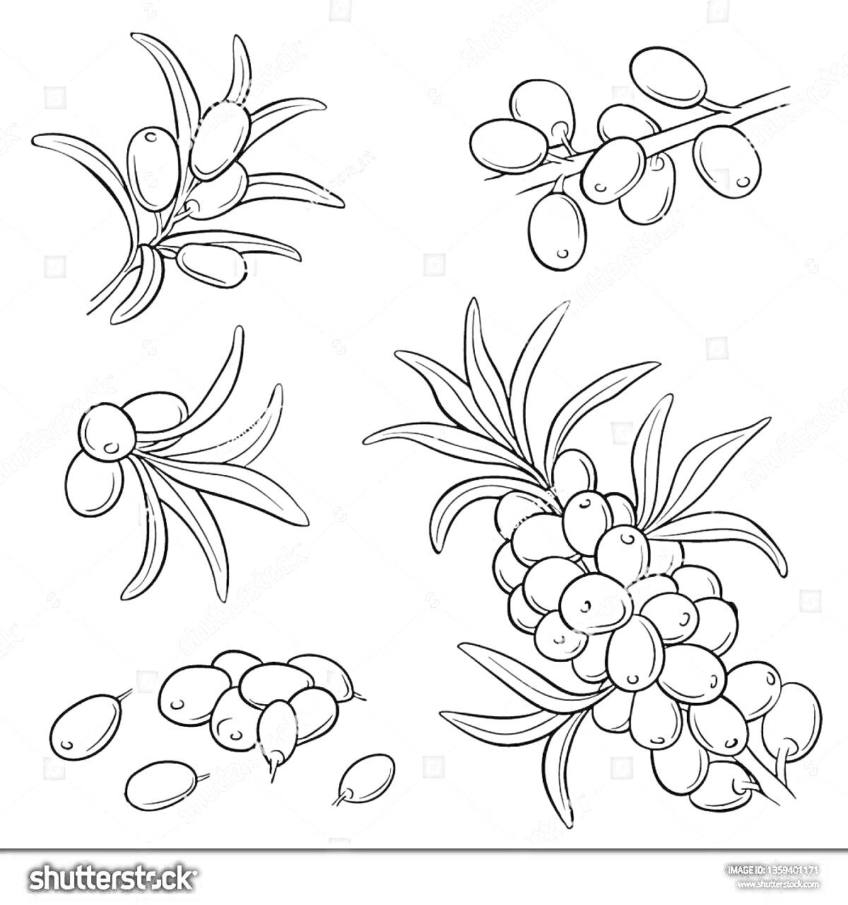 Раскраска Ветви и ягоды облепихи - рассыпанные ягоды, ветка с листьями и ягодами, гроздь облепихи