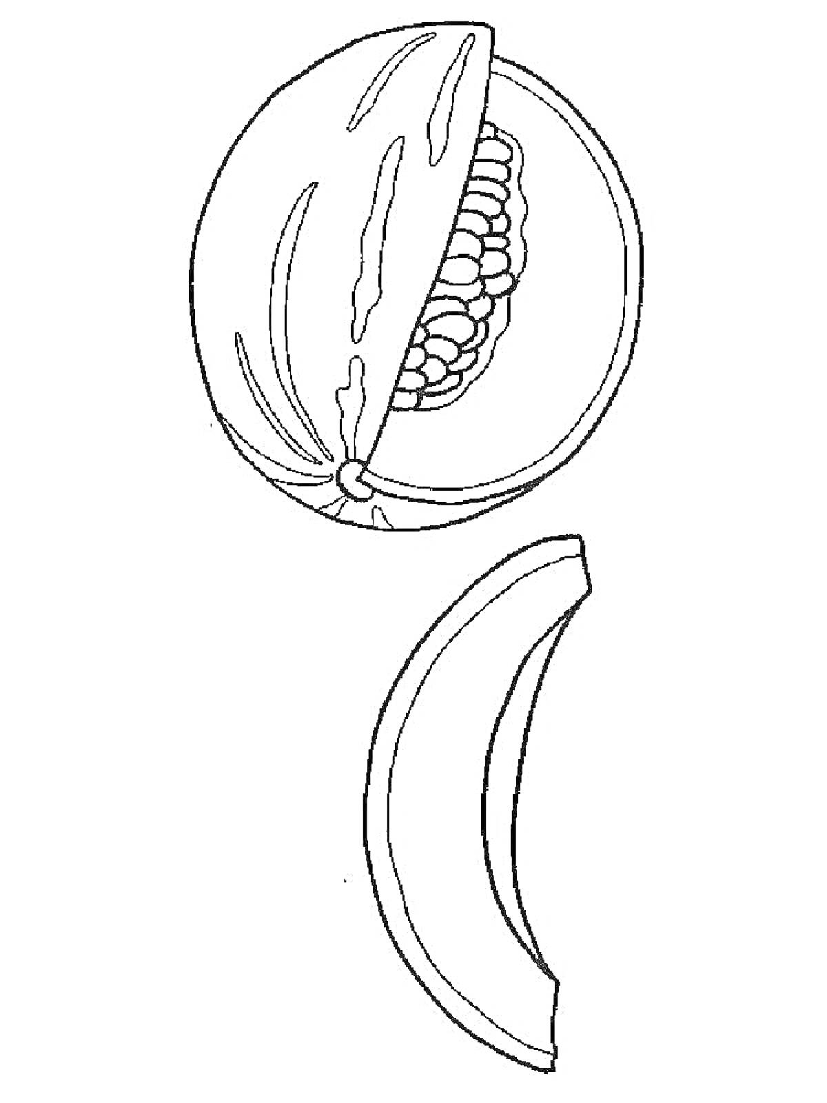 Раскраска Дыня, половина дыни с семенами и долька дыни
