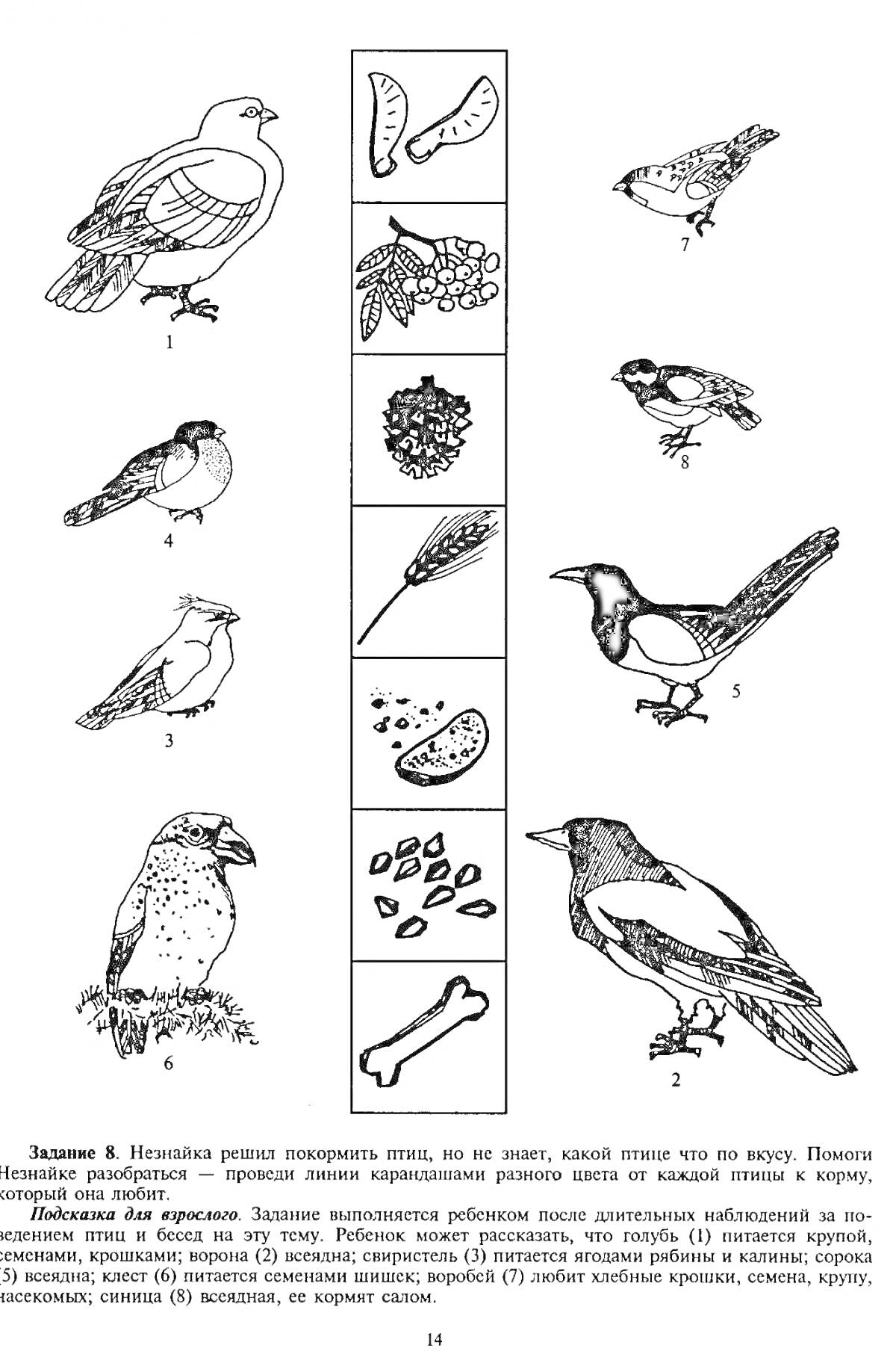 На раскраске изображено: Зимующие птицы, Воробей, Снегирь, Свиристель, Сорока, Поползень, Зима