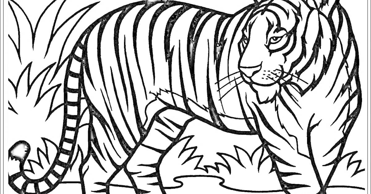 На раскраске изображено: Амурский тигр, Тигр, Дикая природа, Трава, Полосы, Животные, Большая кошка, Хищники