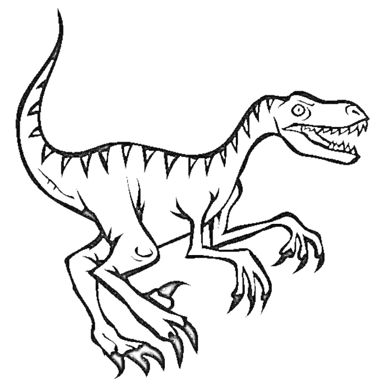 На раскраске изображено: Велоцираптор, Динозавр, Агрессивная поза, Пасть, Лапы, Когти, Хвост, Иллюстрация