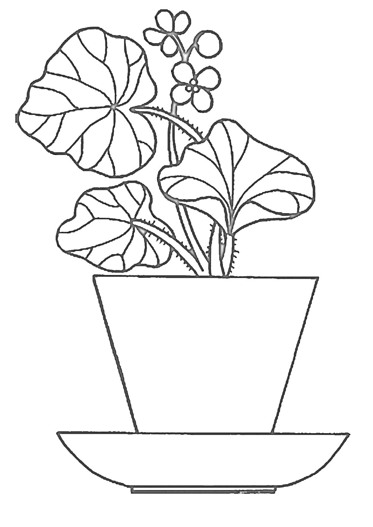 Раскраска Бегония в горшке с подставкой, листья и цветы
