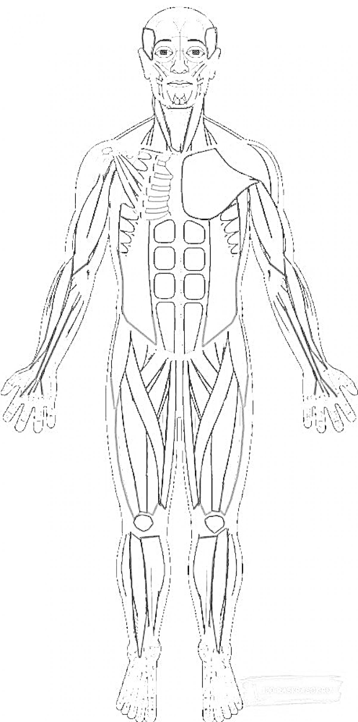 Раскраска Раскраска с анатомическими элементами человека: мышцы, ребра, грудная клетка, брюшной пресс, крепления костей, скелетные мышцы, лицевые мышцы.