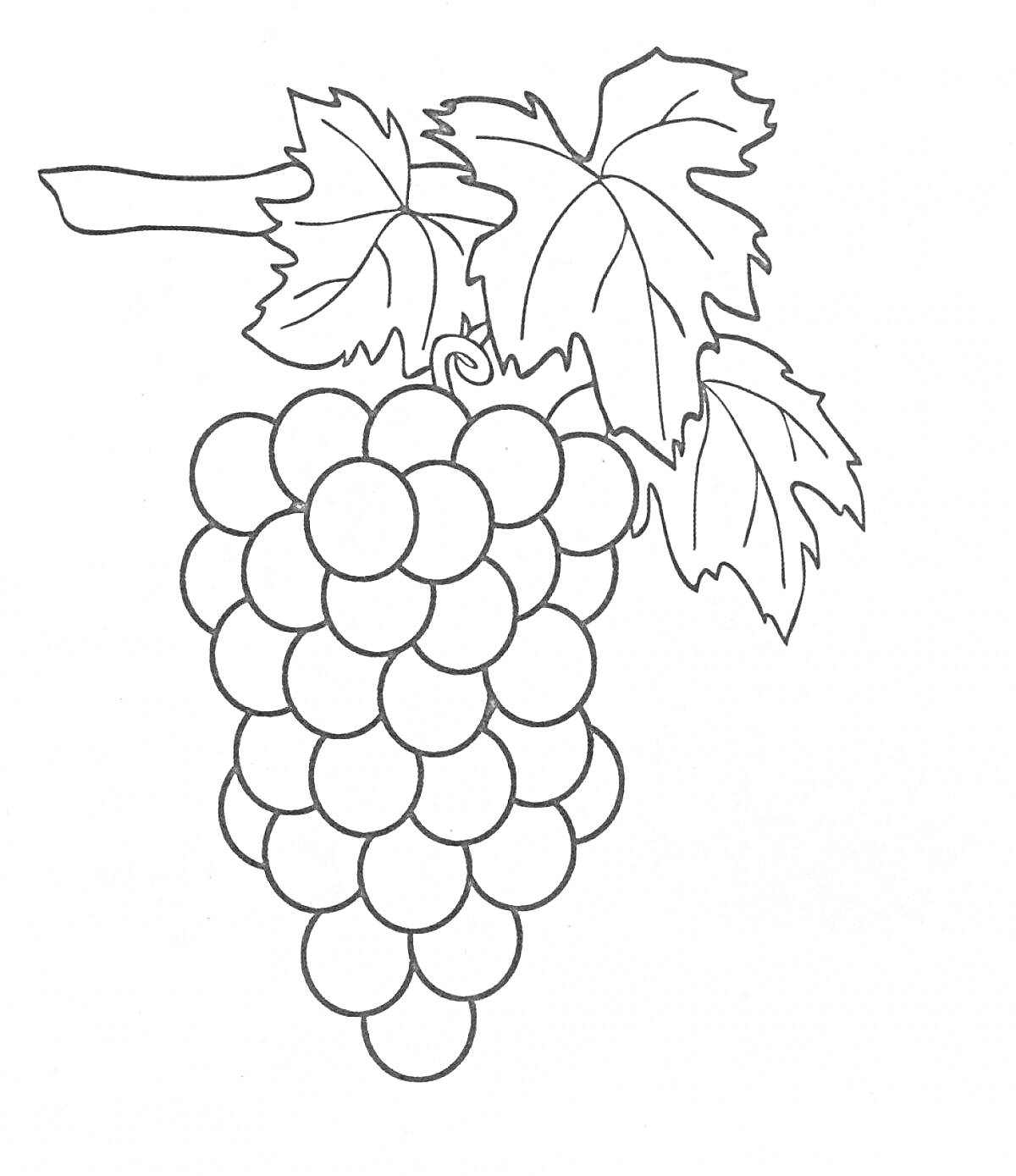 На раскраске изображено: Виноград, Гроздь, Листья, Ветка, Фрукты, Ягоды, Природа, Контурные рисунки