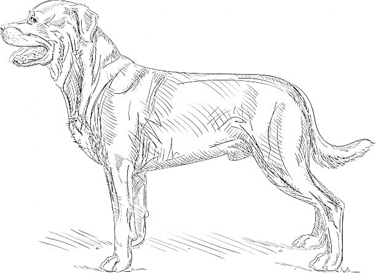 На раскраске изображено: Собака, Питомец, Стоящий, Трава, Домашние животные