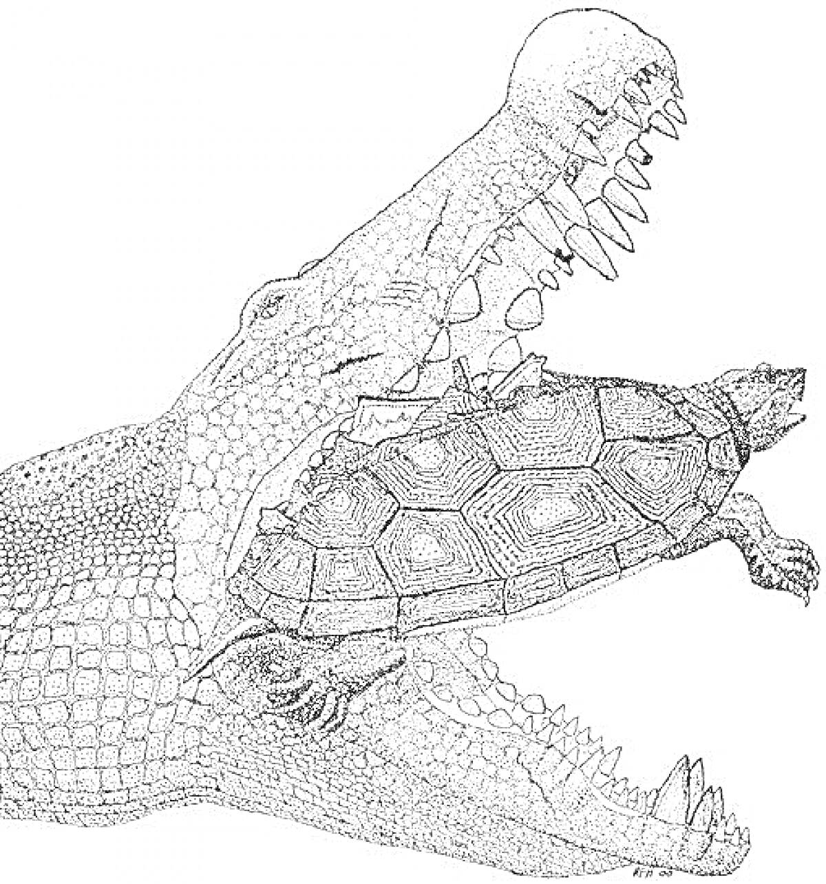 Раскраска Саркозух с черепахой в пасти