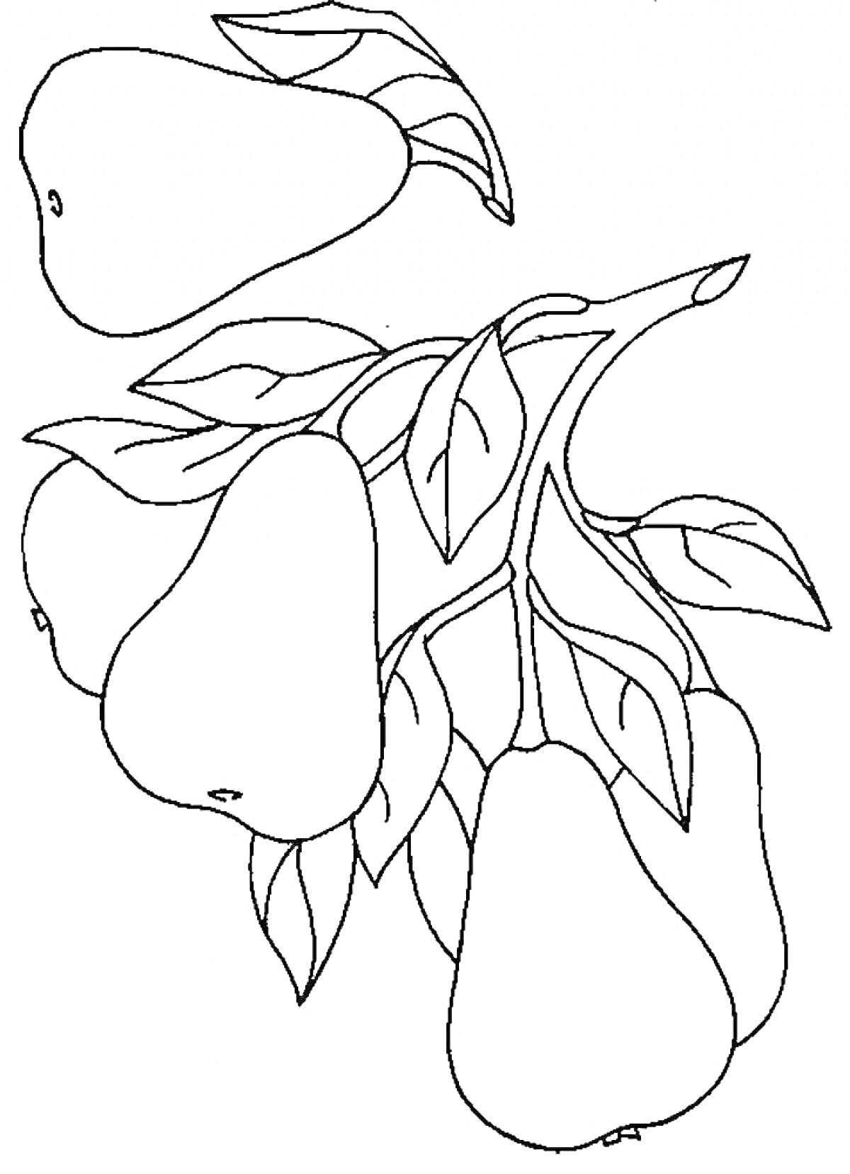 Раскраска Груши на ветке с листьями
