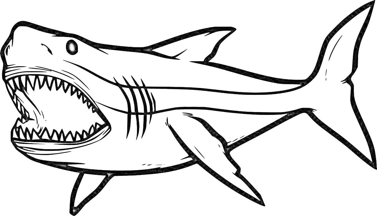Раскраска Акула с открытой пастью и острыми зубами