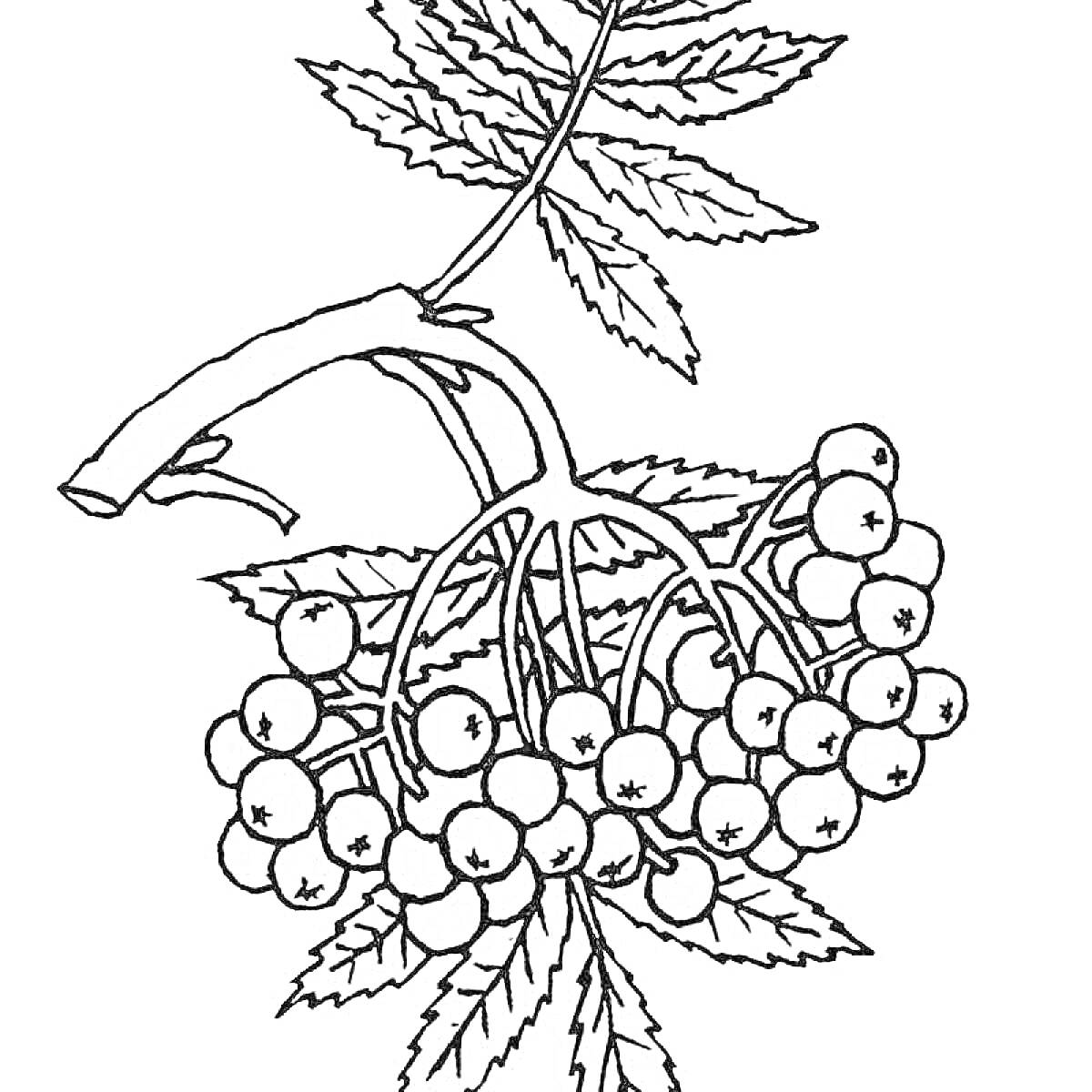 Раскраска Ветвь рябины с гроздьями ягод и листьями