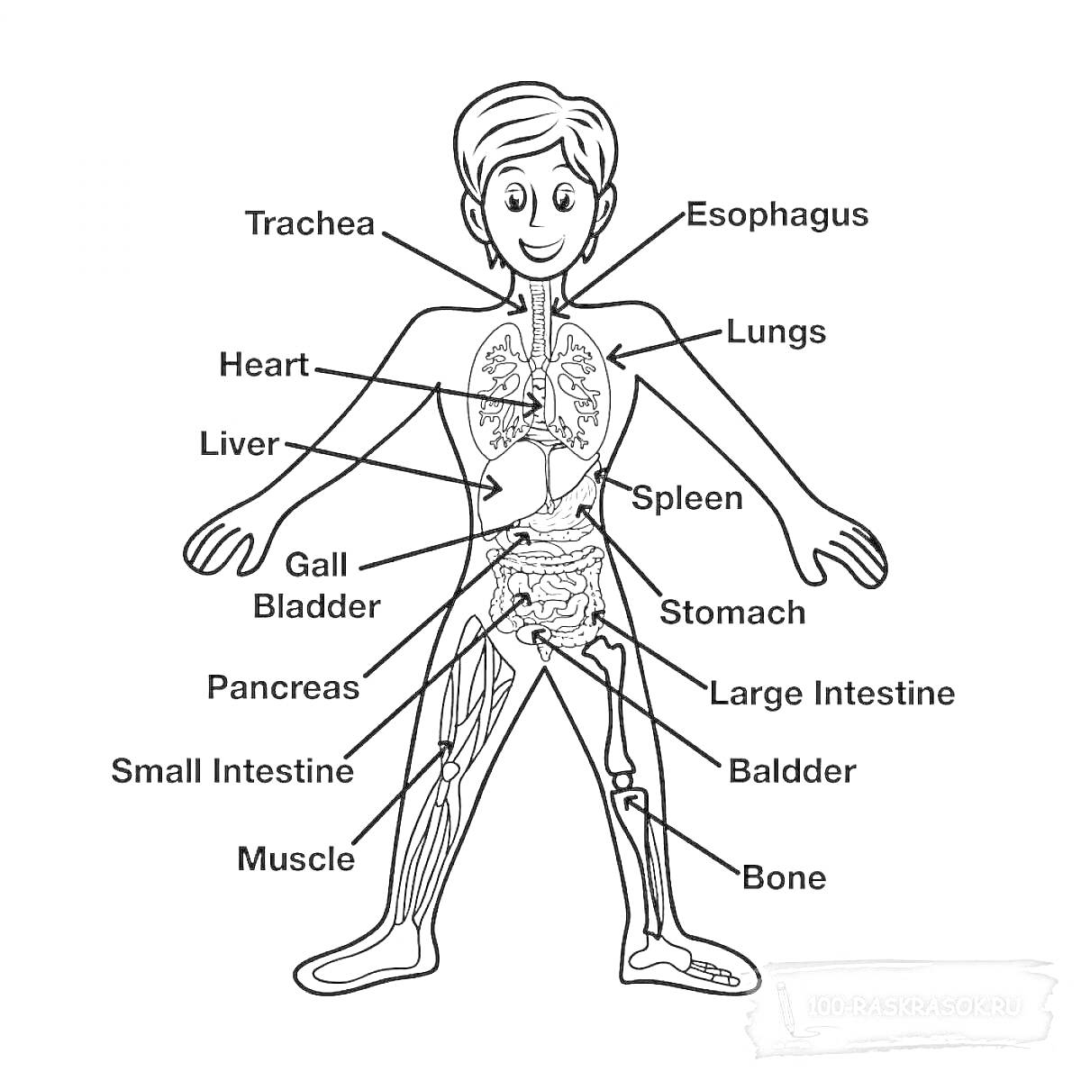 Раскраска Тело человека с внутренними органами для детей