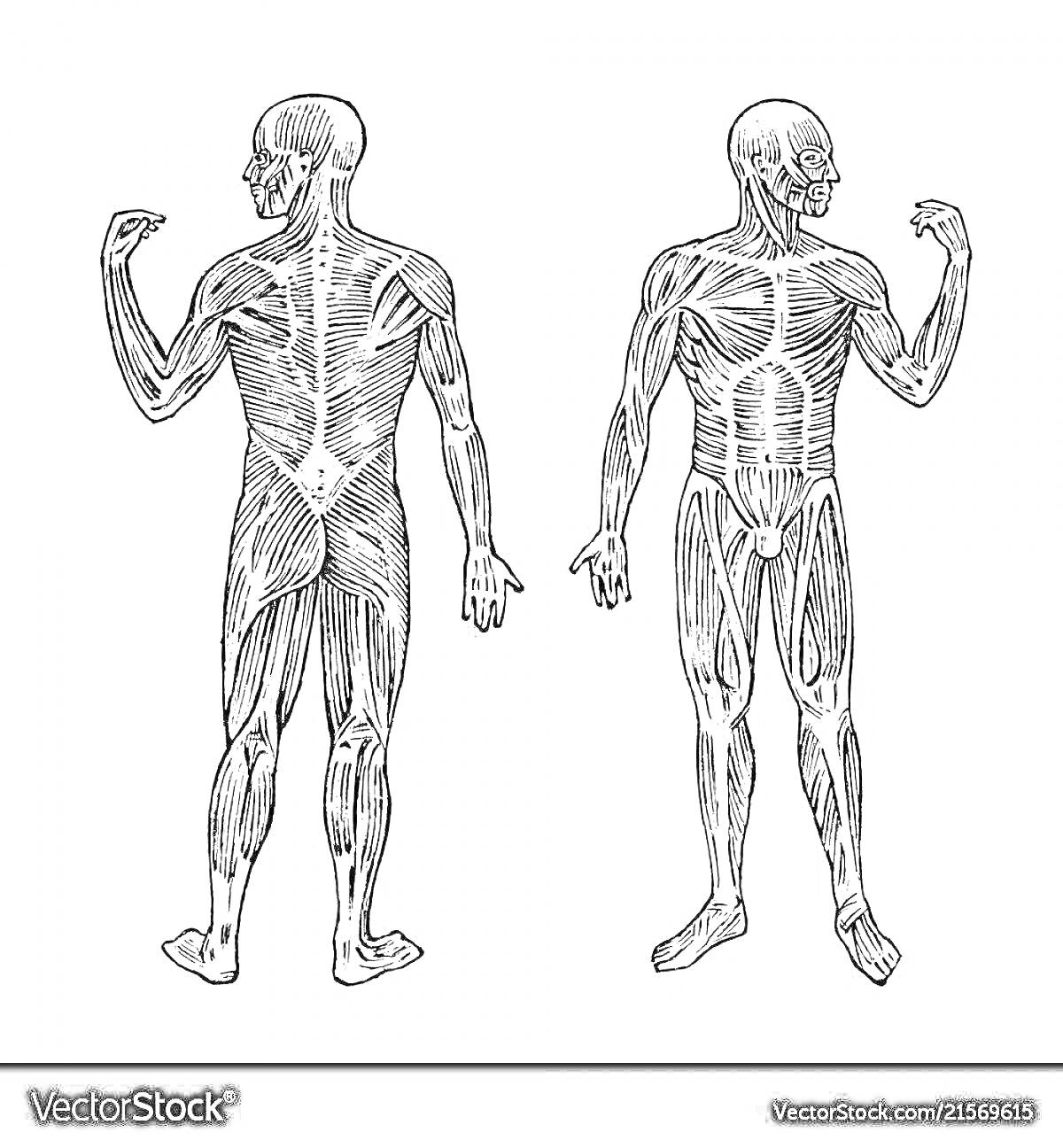 Раскраска Вид спереди и сзади: анатомия мышечной системы человека