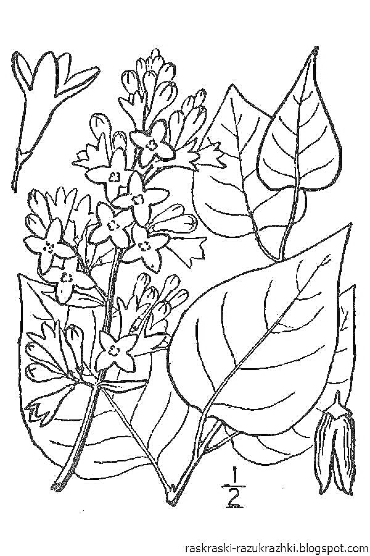 На раскраске изображено: Сирень, Цветы, Листья, Ботаника, Природа, Для детей, Бутон