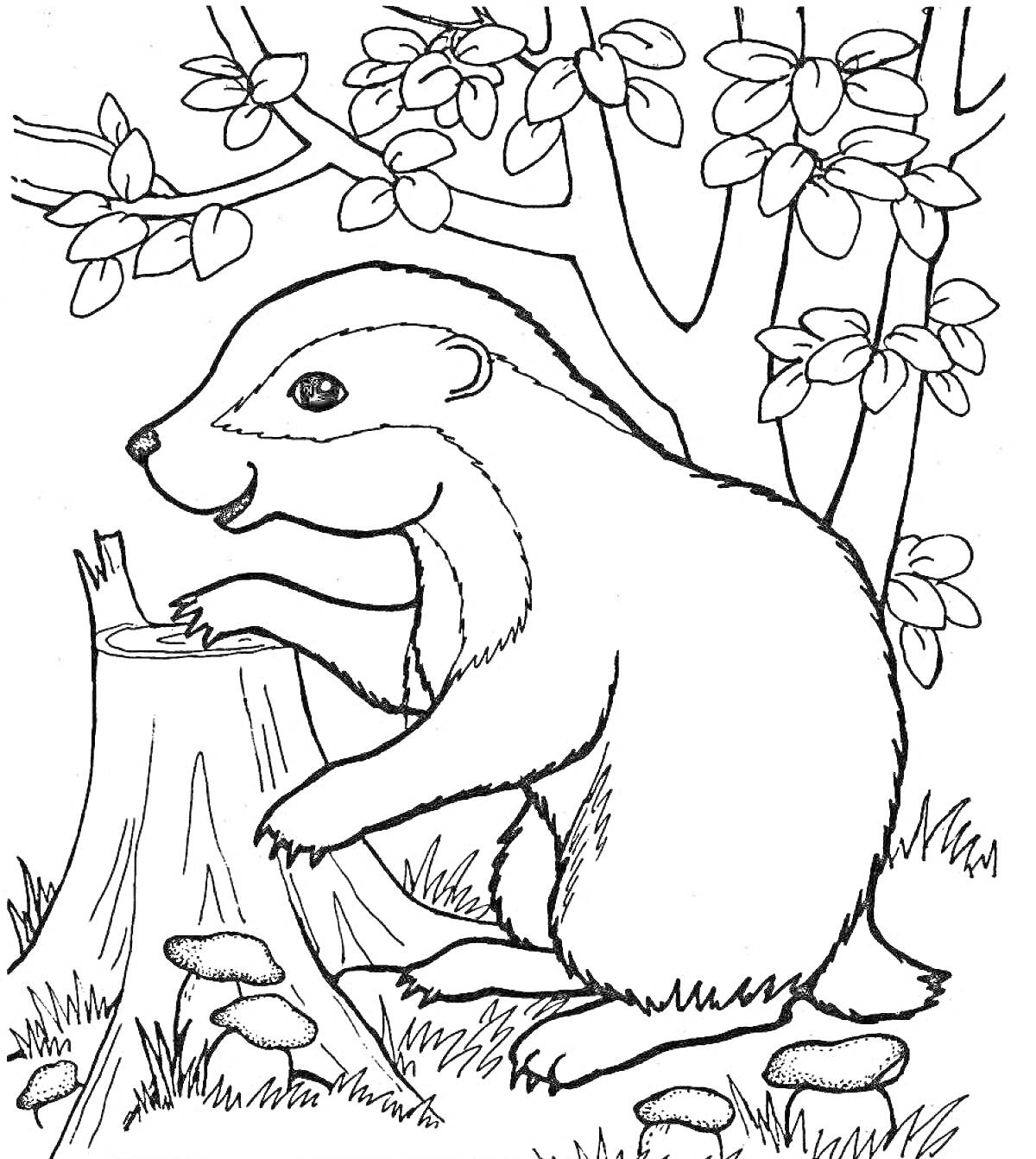 Раскраска Барсук, играющий на пне в лесу