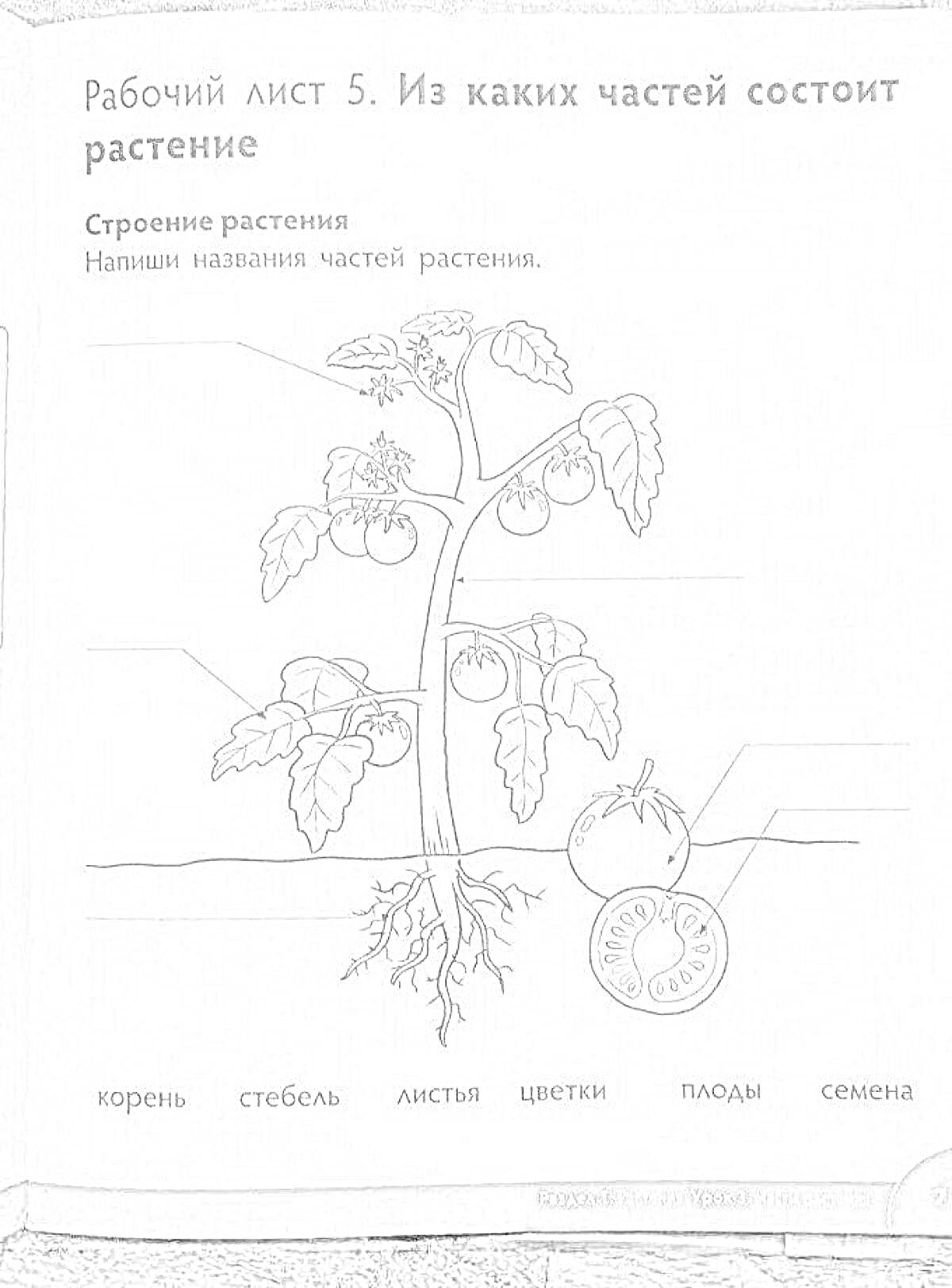 На раскраске изображено: Стебель, Листья, Цветы, Плоды, Первый класс, Окружающий мир