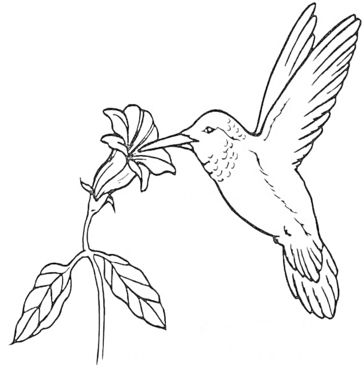 На раскраске изображено: Колибри, Птица, Природа, Крылья, Листья, Цветы, Животные