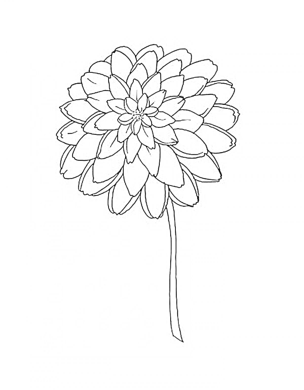 Раскраска Цветок с крупными лепестками на длинном стебле