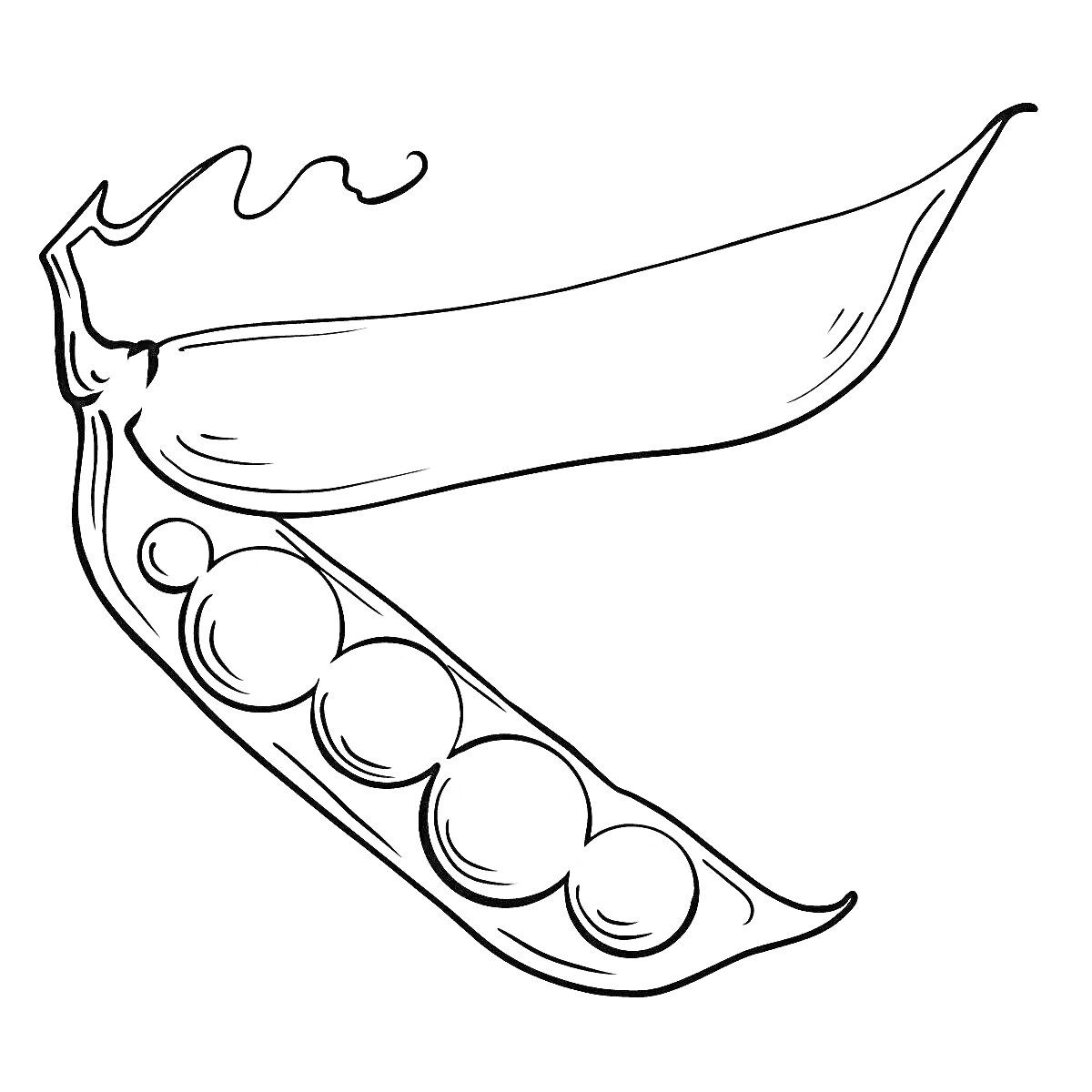 Раскраска Стручок гороха с горошинами внутри