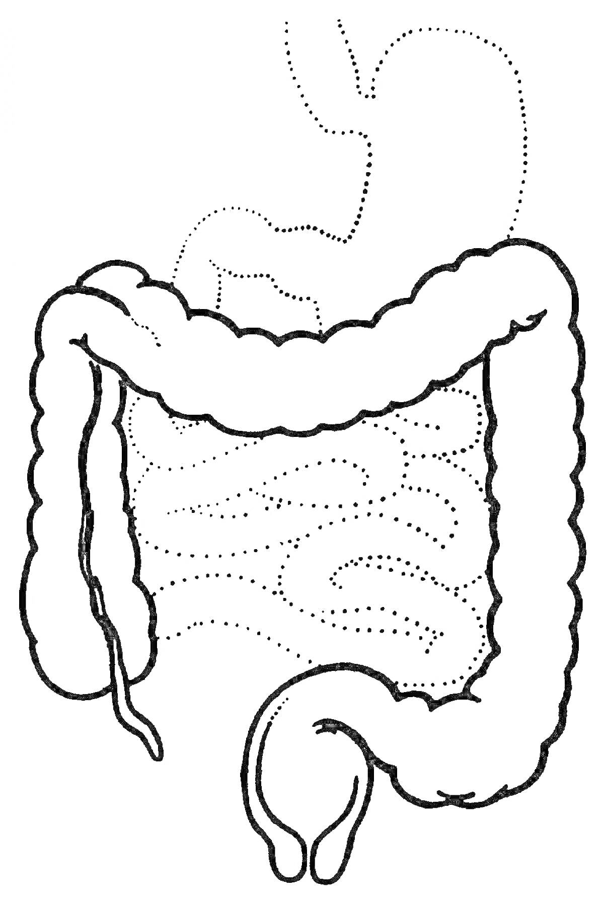 Раскраска Схематическое изображение человеческого кишечника с толстым и тонким кишечником