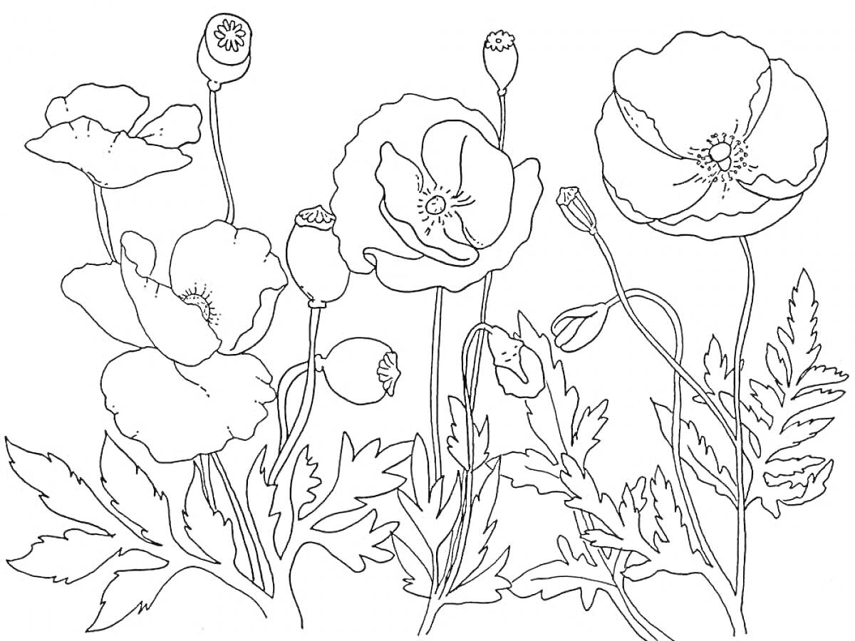 На раскраске изображено: Мак, Листья, Растения, Природа