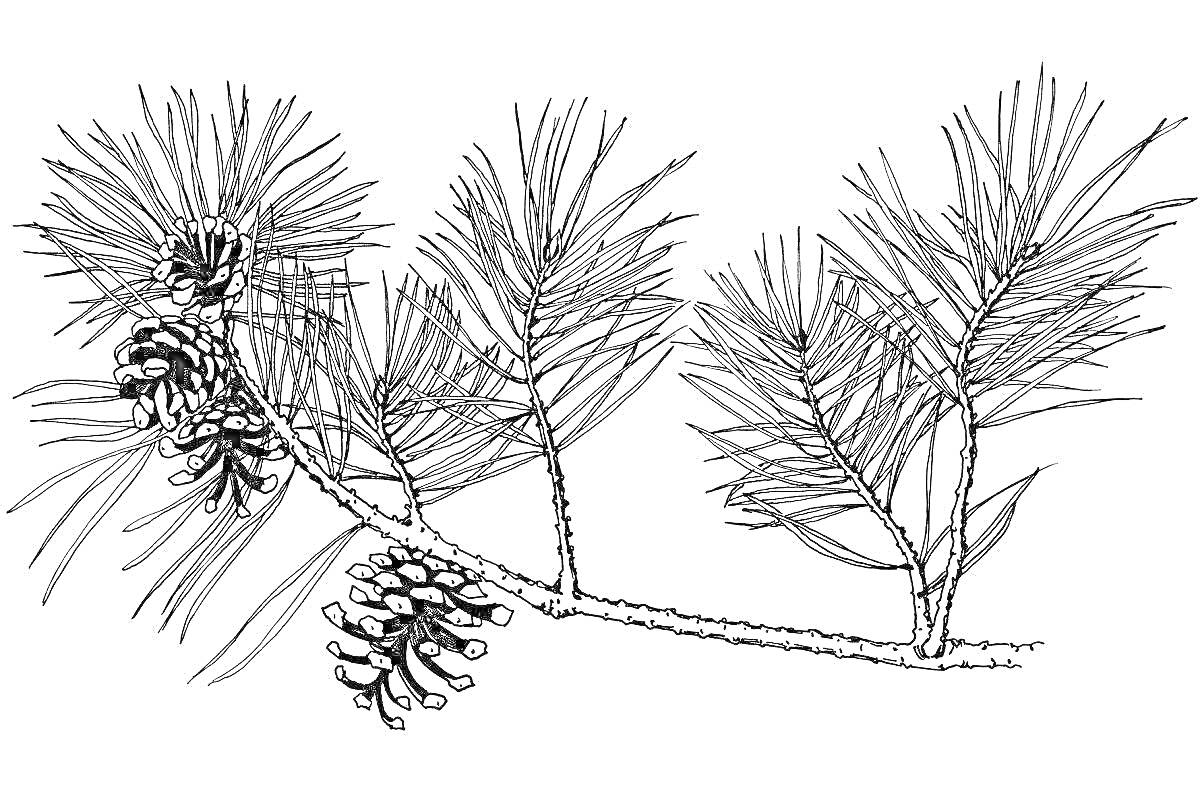 Раскраска Сосновая ветка с шишками и хвоей