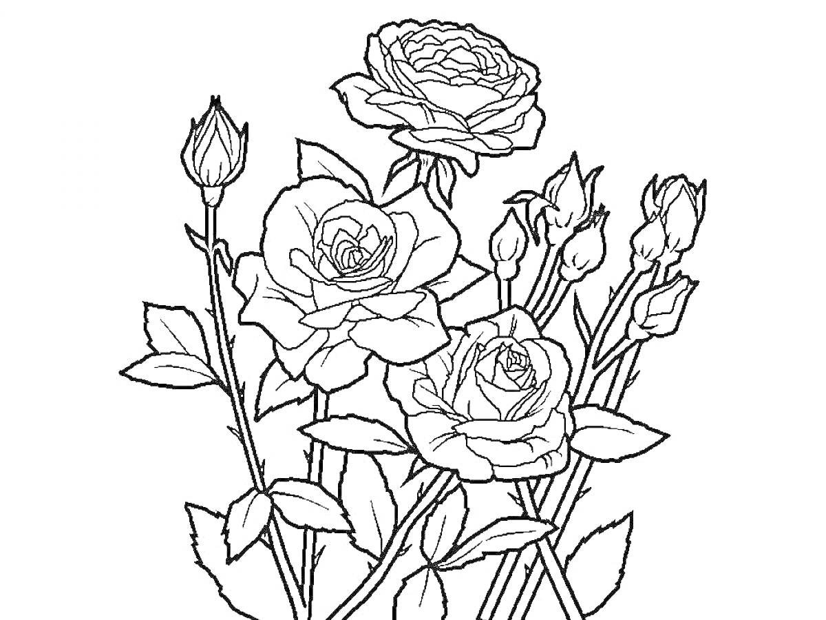 Раскраска Букет из трех распустившихся роз с множеством бутонов и листьями