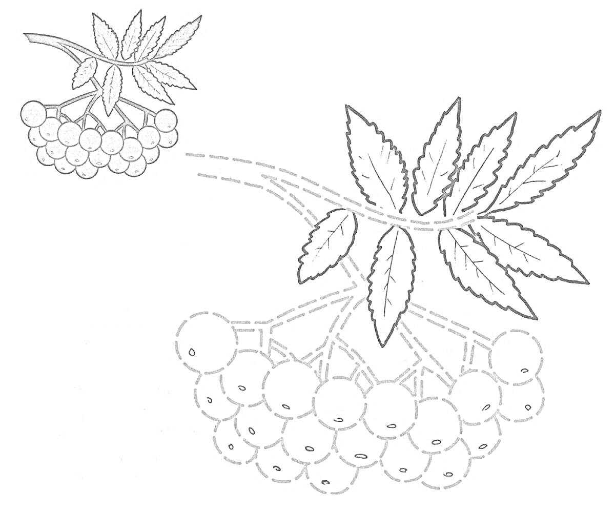 Раскраска Веточка рябины с ягодами и листьями